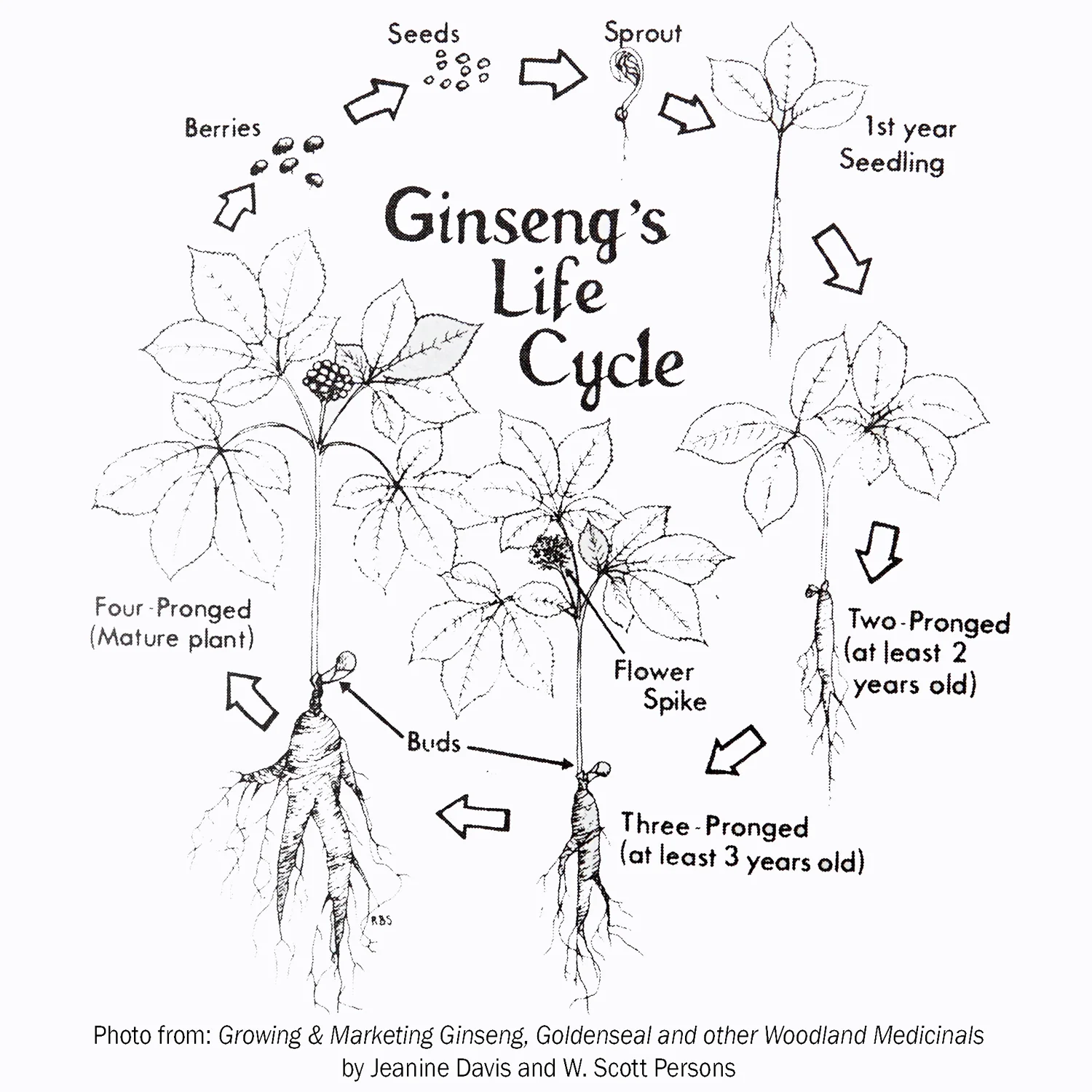 AMERICAN GINSENG ROOTLETS - Image 3