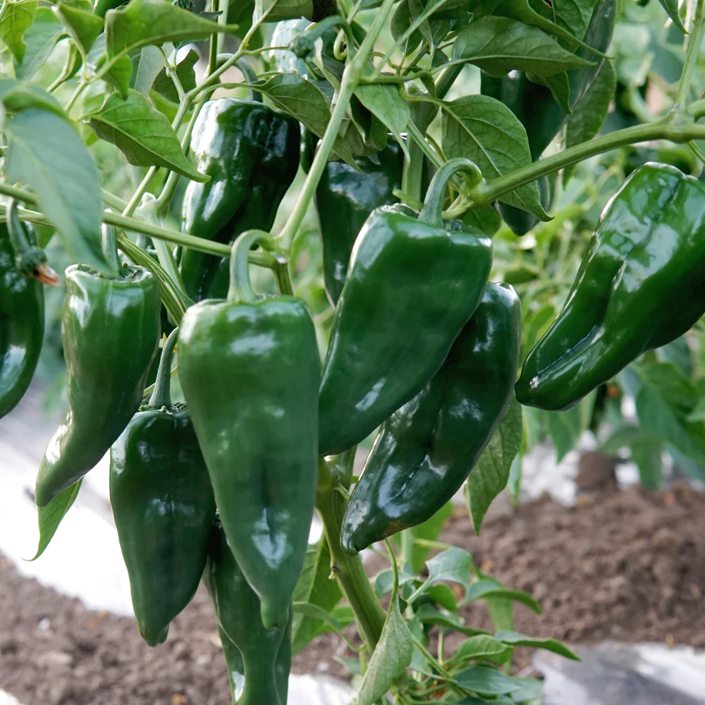ANCHO POBLANO