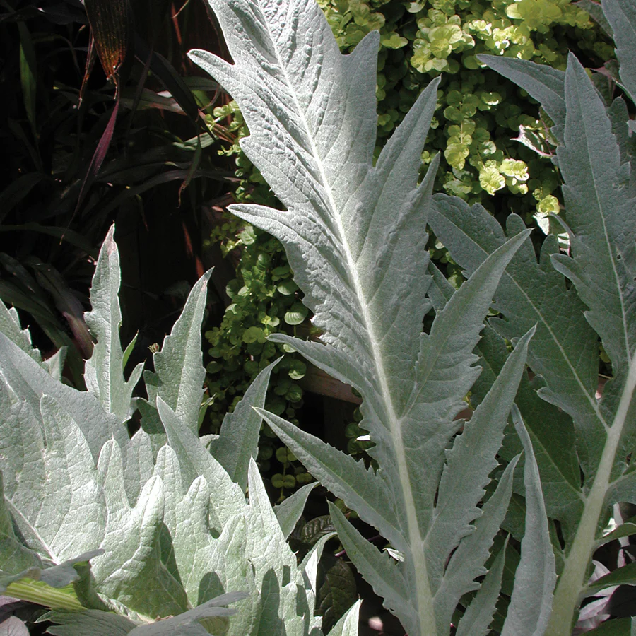 CARDOON - Image 5