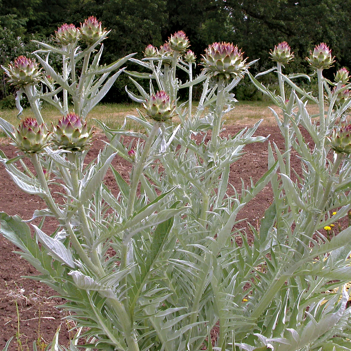 CARDOON - Image 6