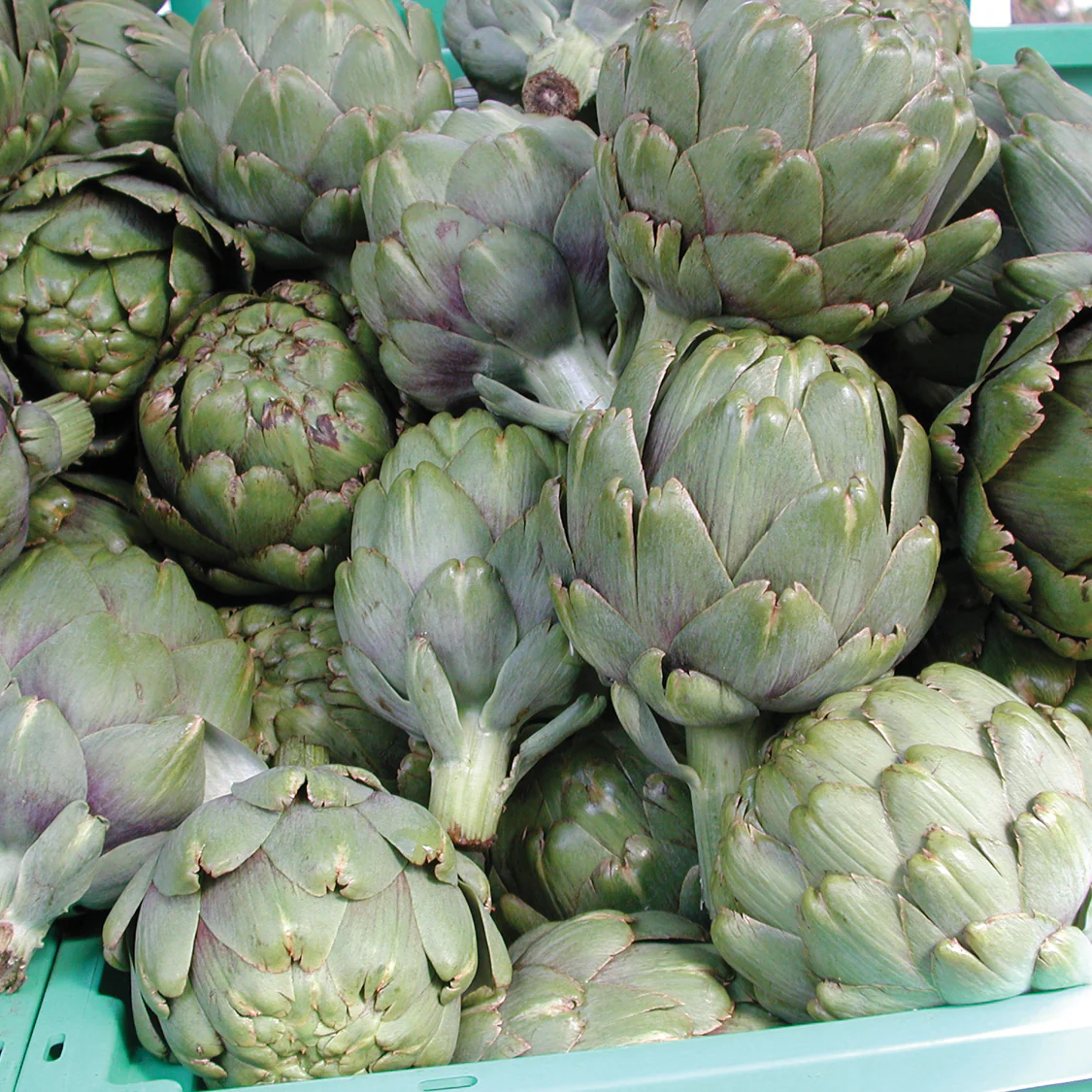 GREEN GLOBE - Image 6