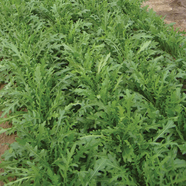 BELLEZIA - Image 2