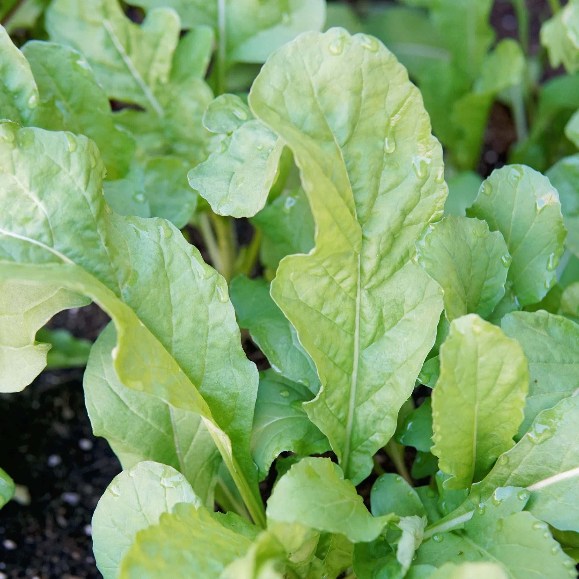ROQUETTE - Image 2