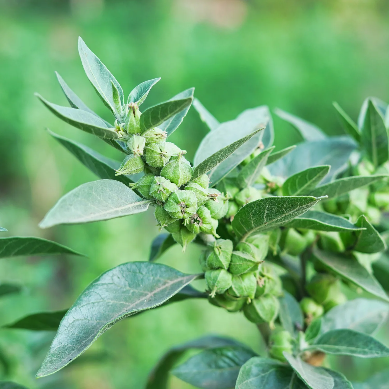 ASHWAGANDHA