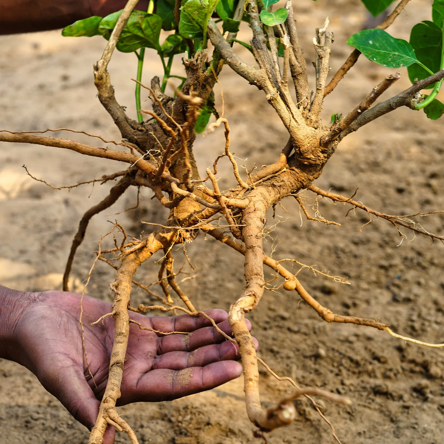 ASHWAGANDHA - Image 3