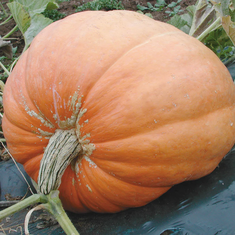 ATLANTIC GIANT