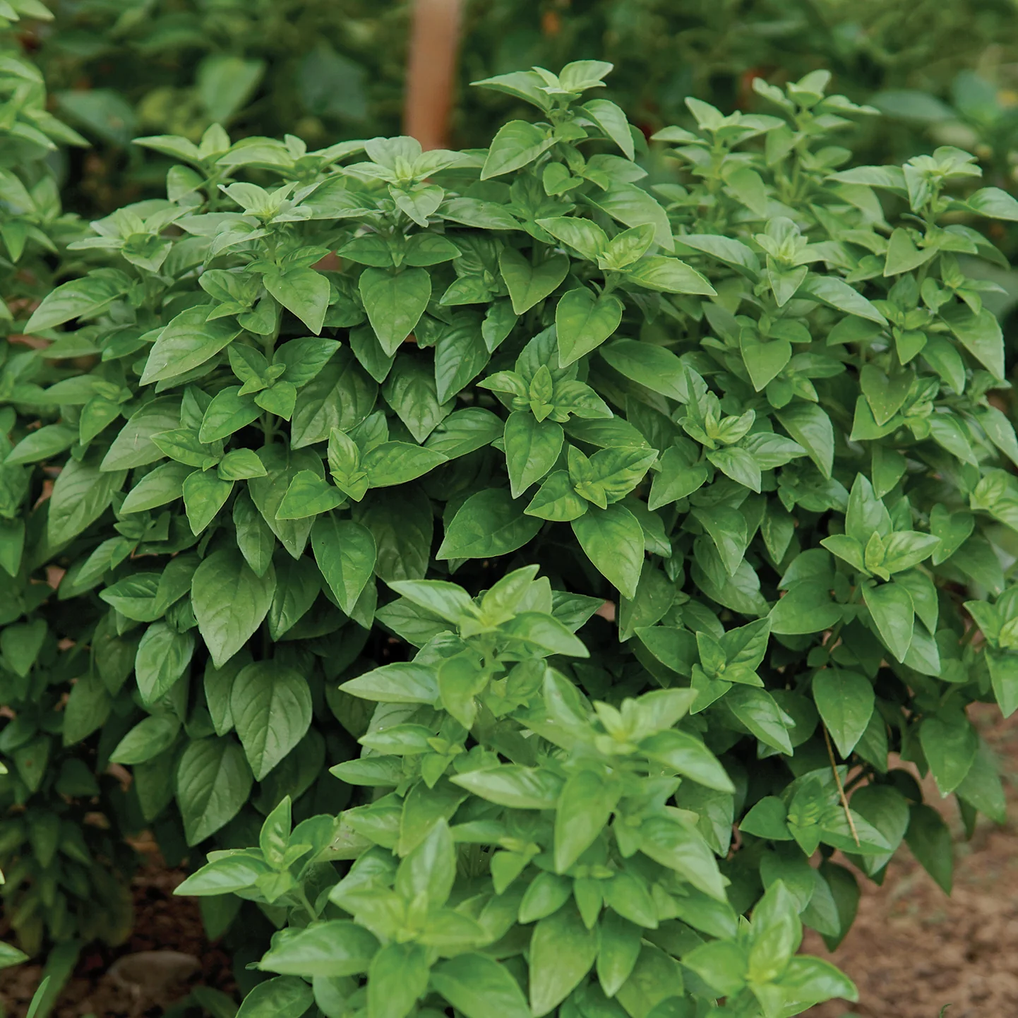 EVERLEAF EMERALD TOWERS