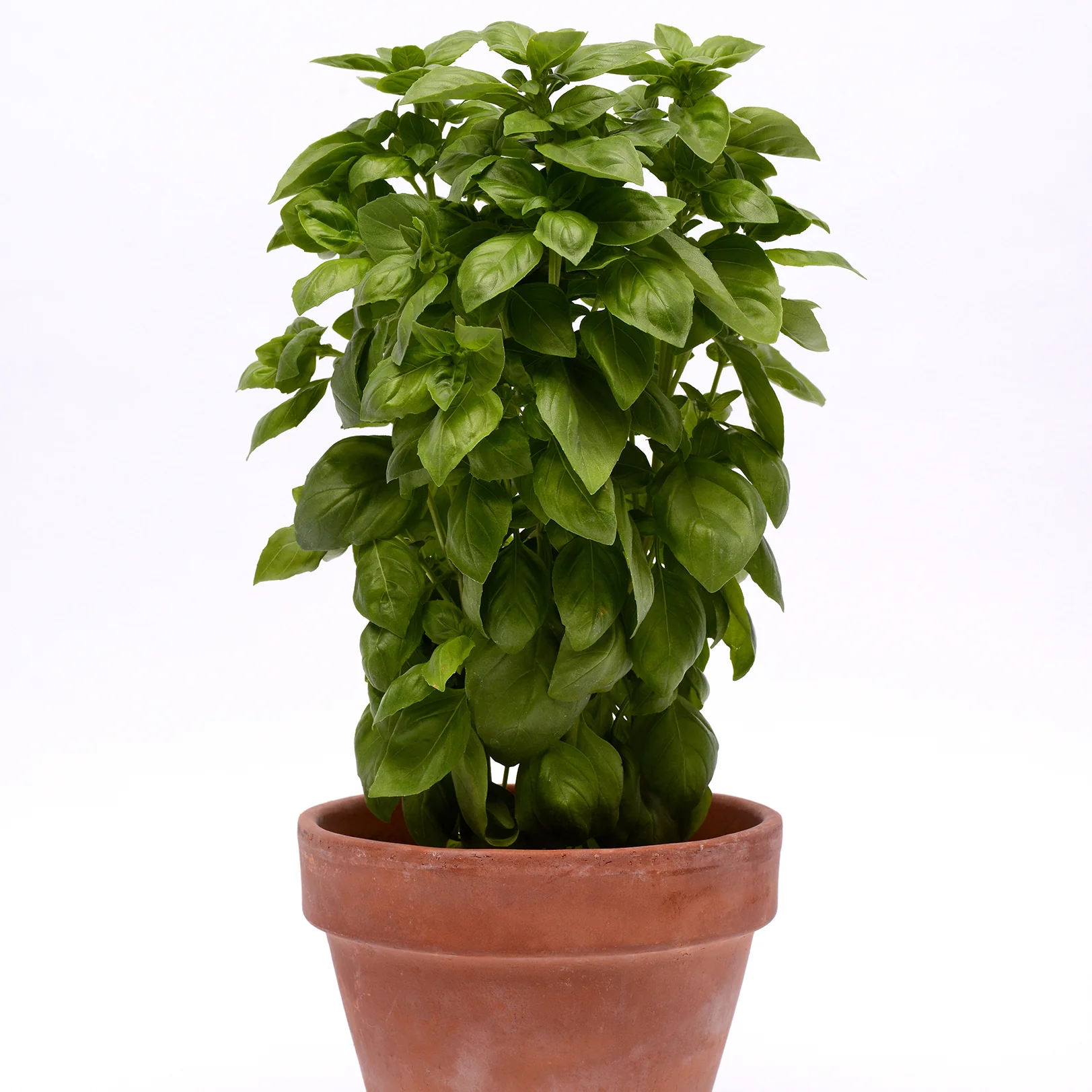 EVERLEAF EMERALD TOWERS - Image 2