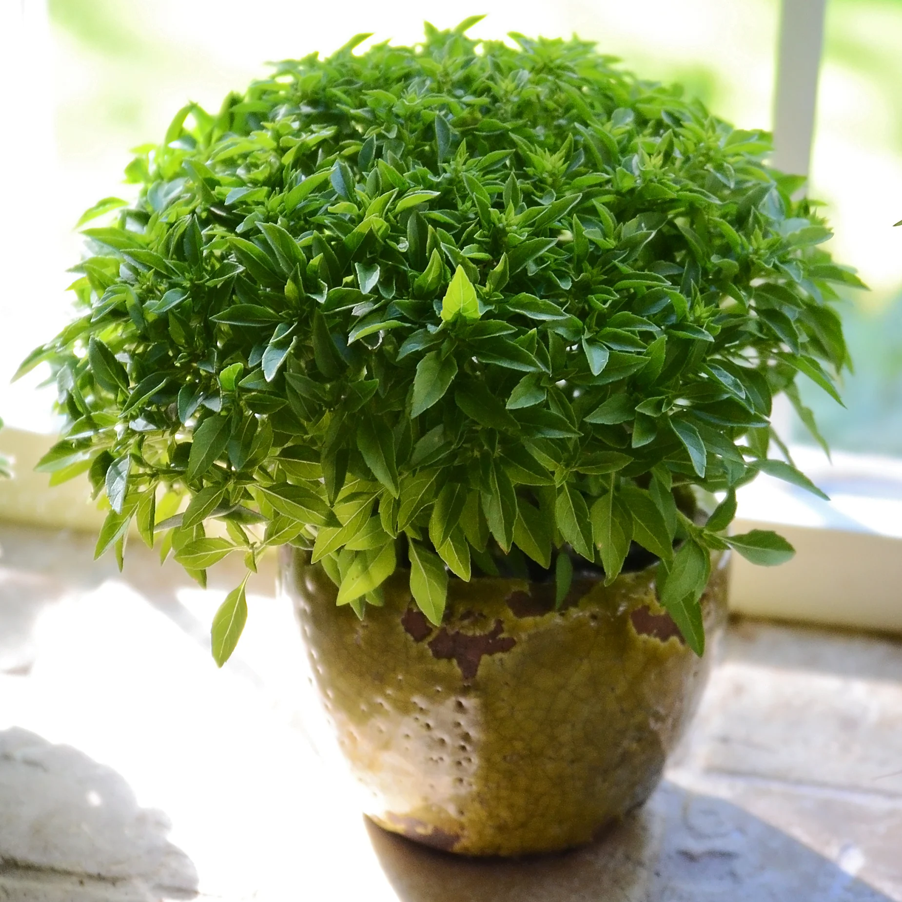 FINISSIMO VERDE A PALLA - Image 2
