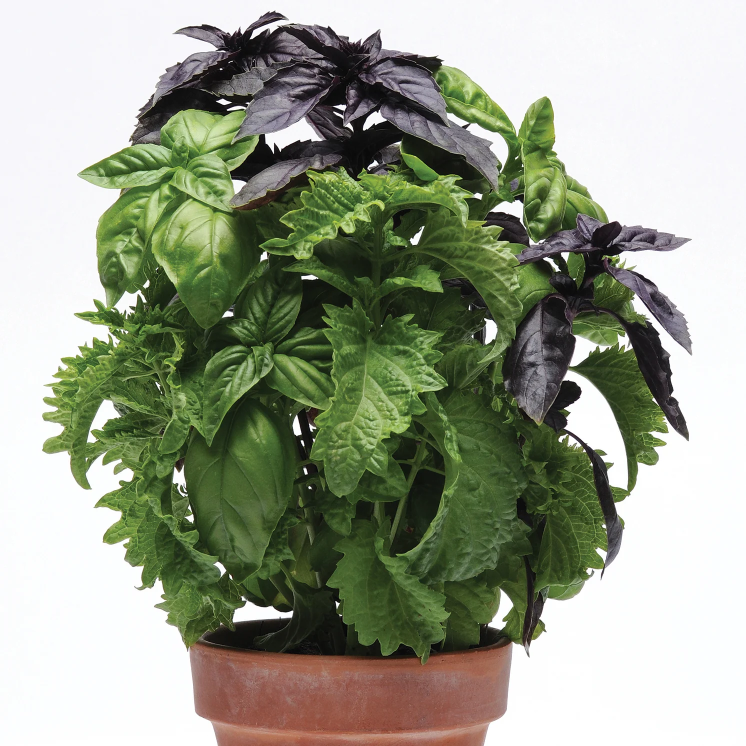 TRY BASIL SIMPLYHERBS™