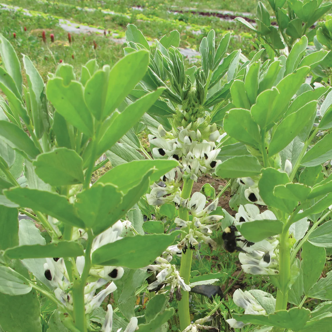 SMALL FAVA - Image 2