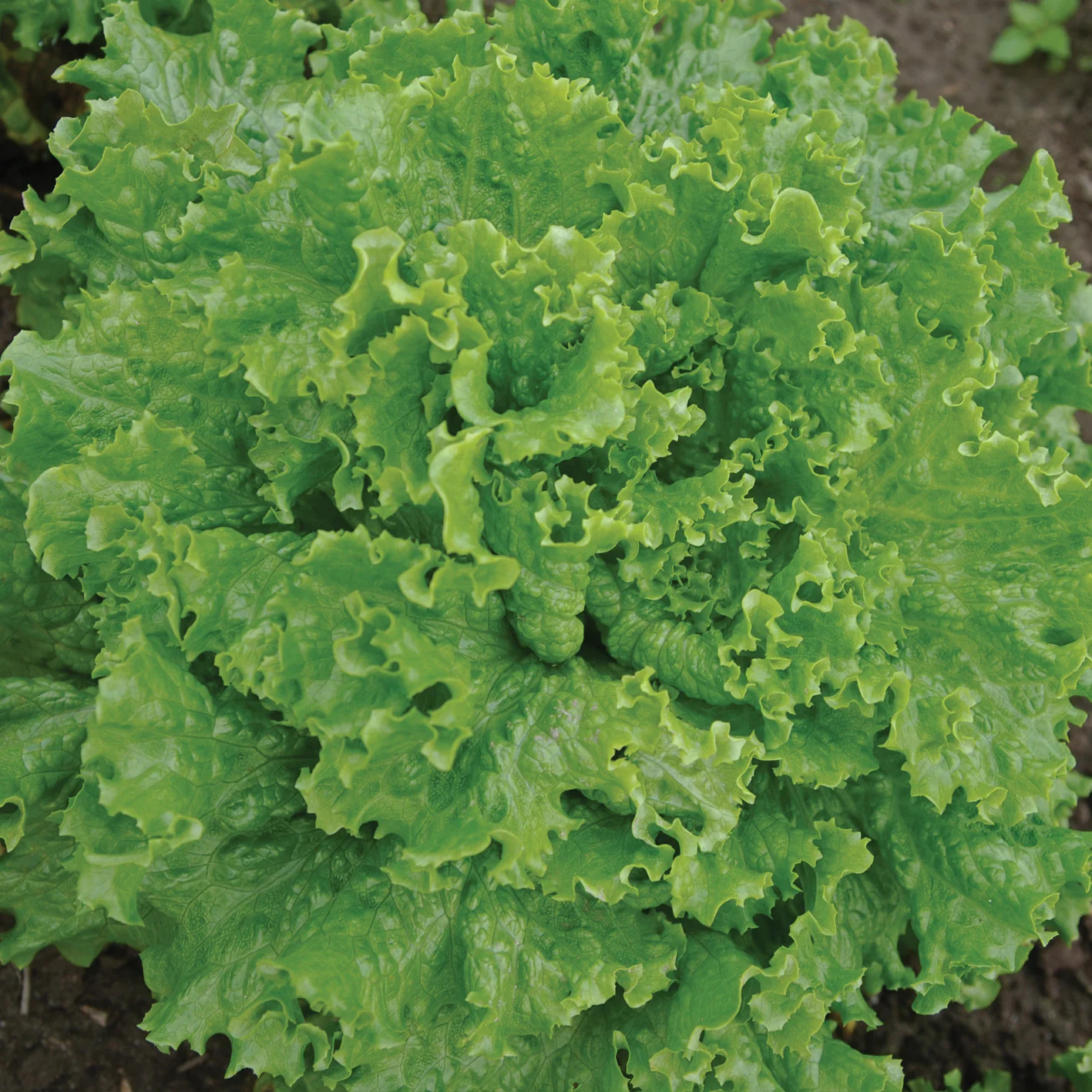 BERGAM'S GREEN - Image 2