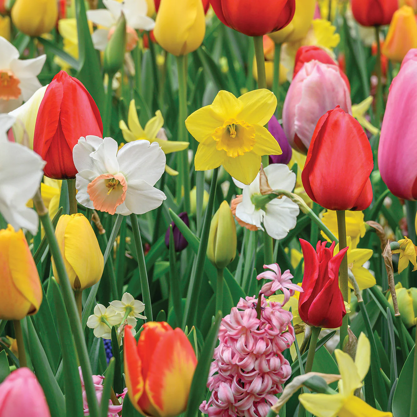 BLOOMSPIRATION MIX