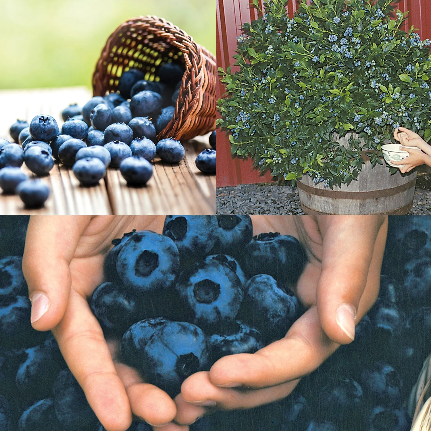 BLUEBERRY BUNDLE