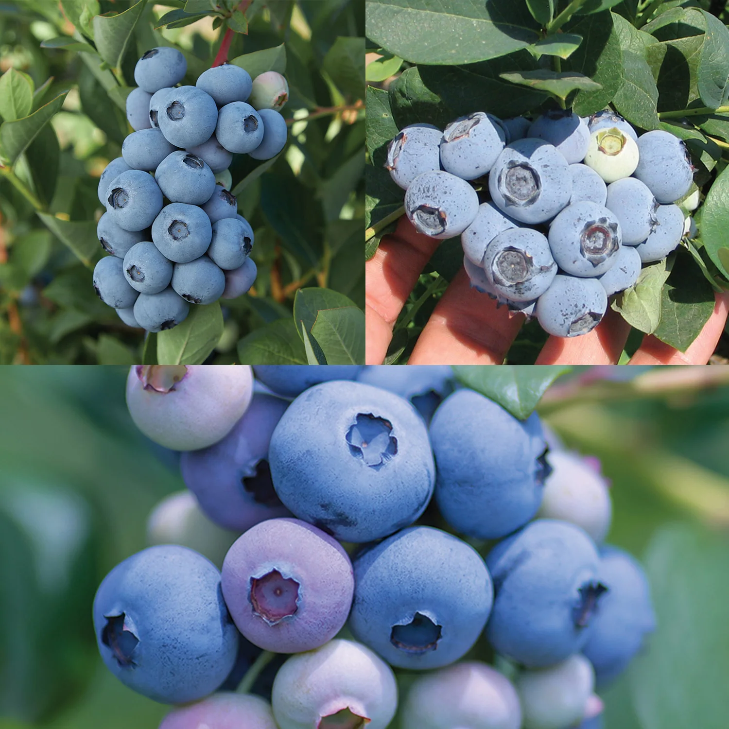 BLUEBERRY BUNDLE - Image 2