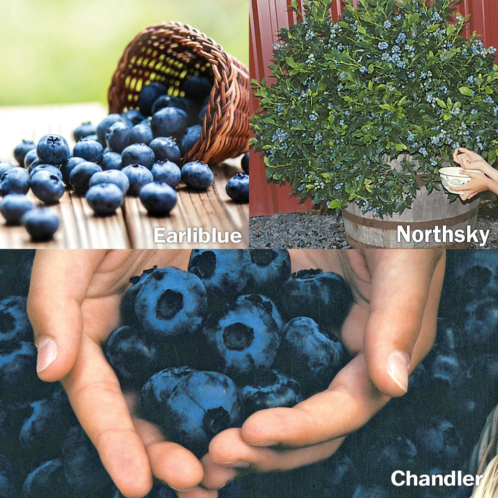 BLUEBERRY BUNDLE - Image 3