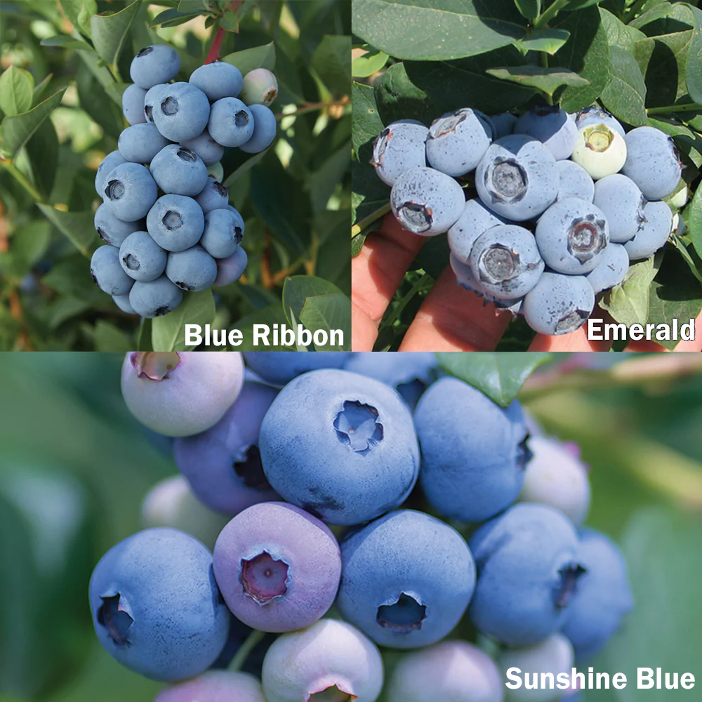 BLUEBERRY BUNDLE - Image 4