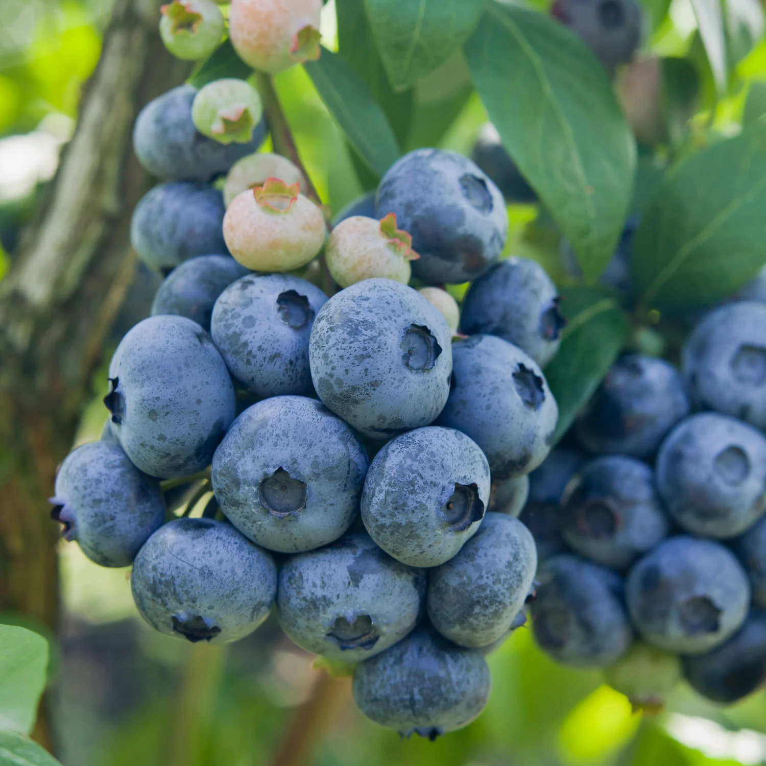 BLUECROP