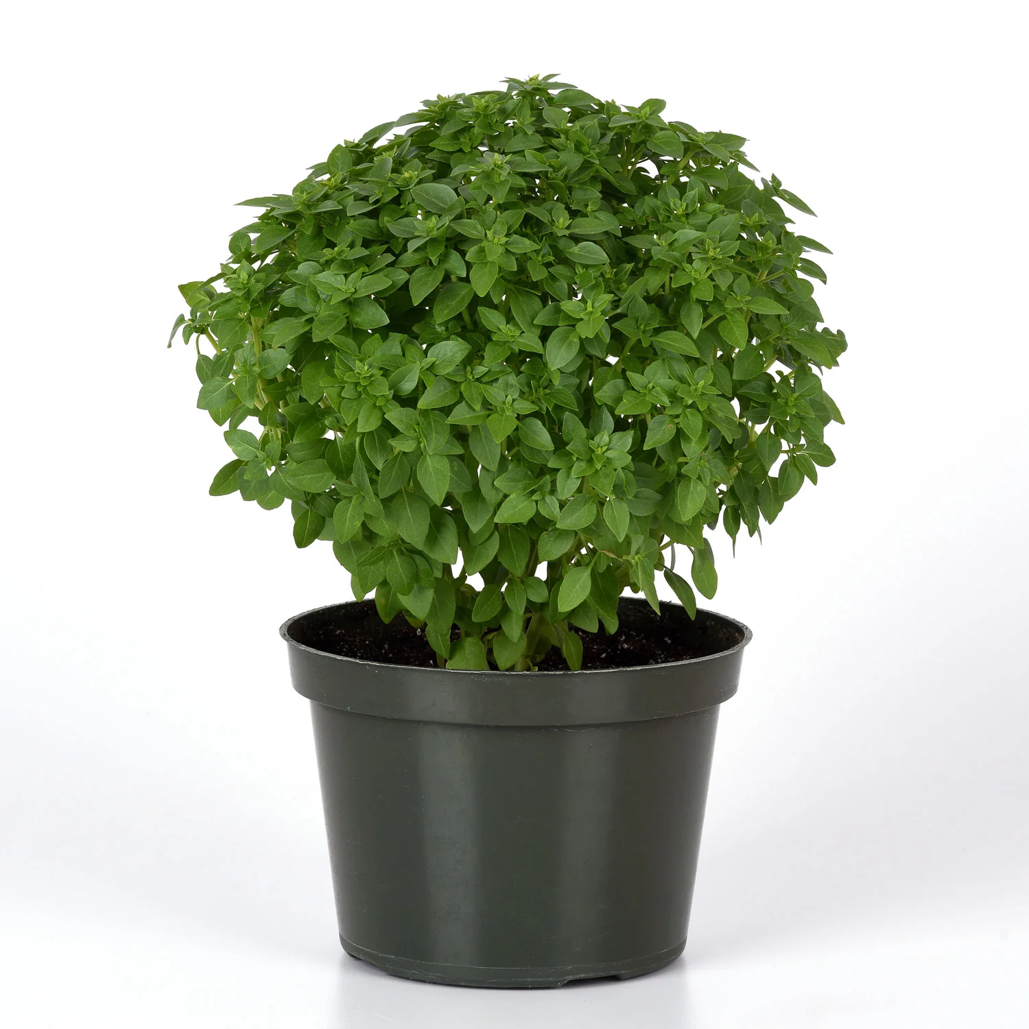 BONSAI - Image 5