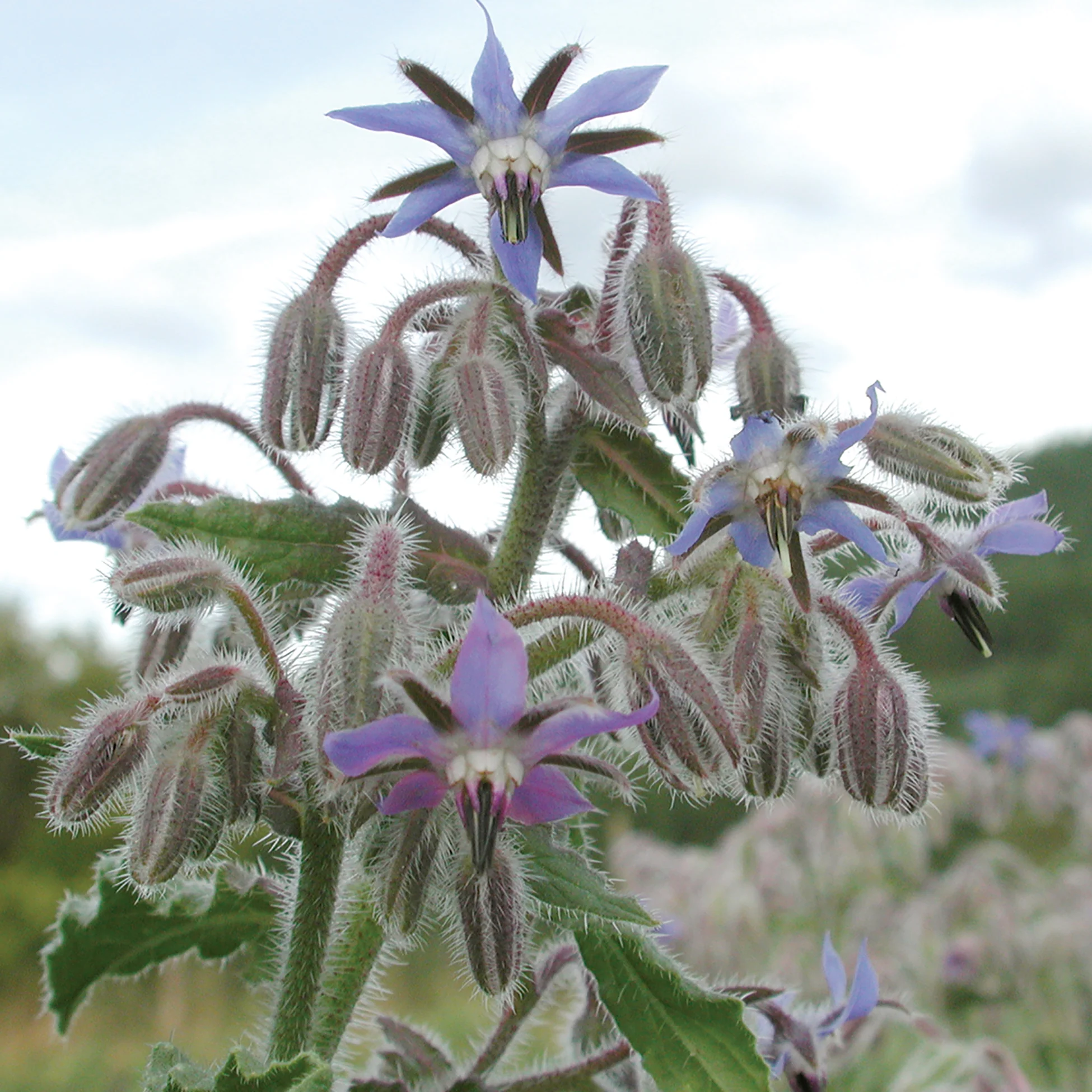 BORAGE