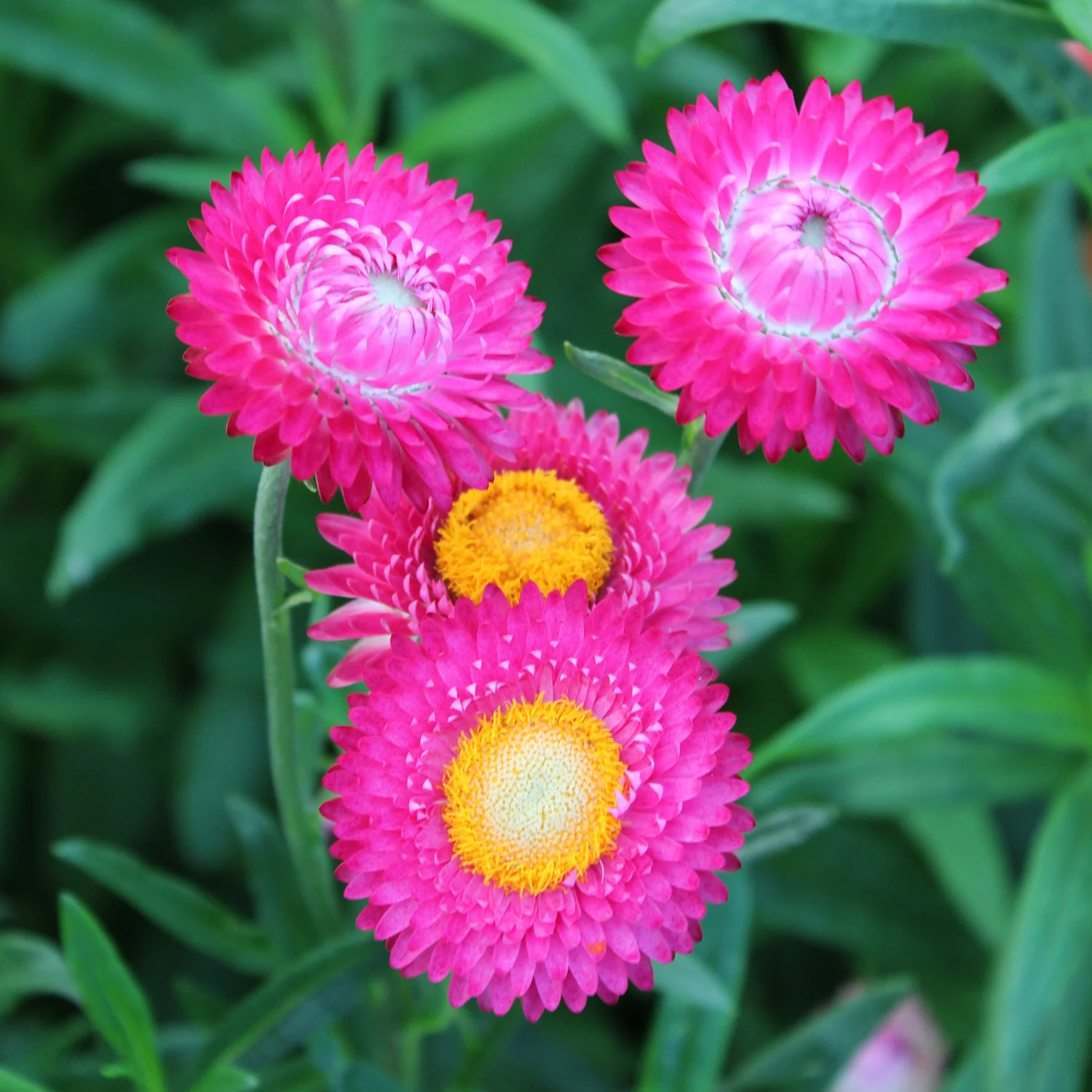 BRIGHT ROSE