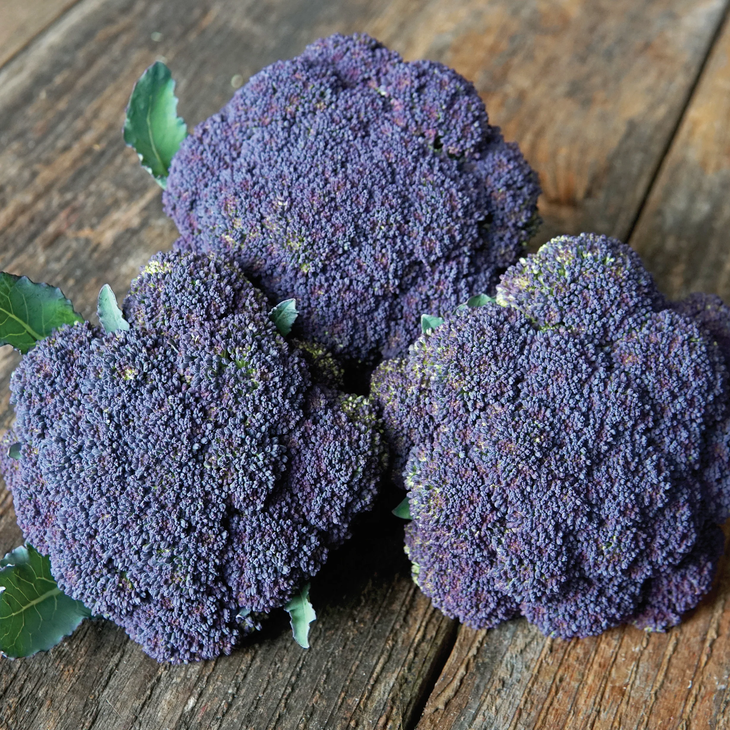 JACARANDA