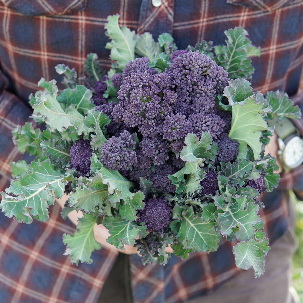 PURPLE SPROUTING