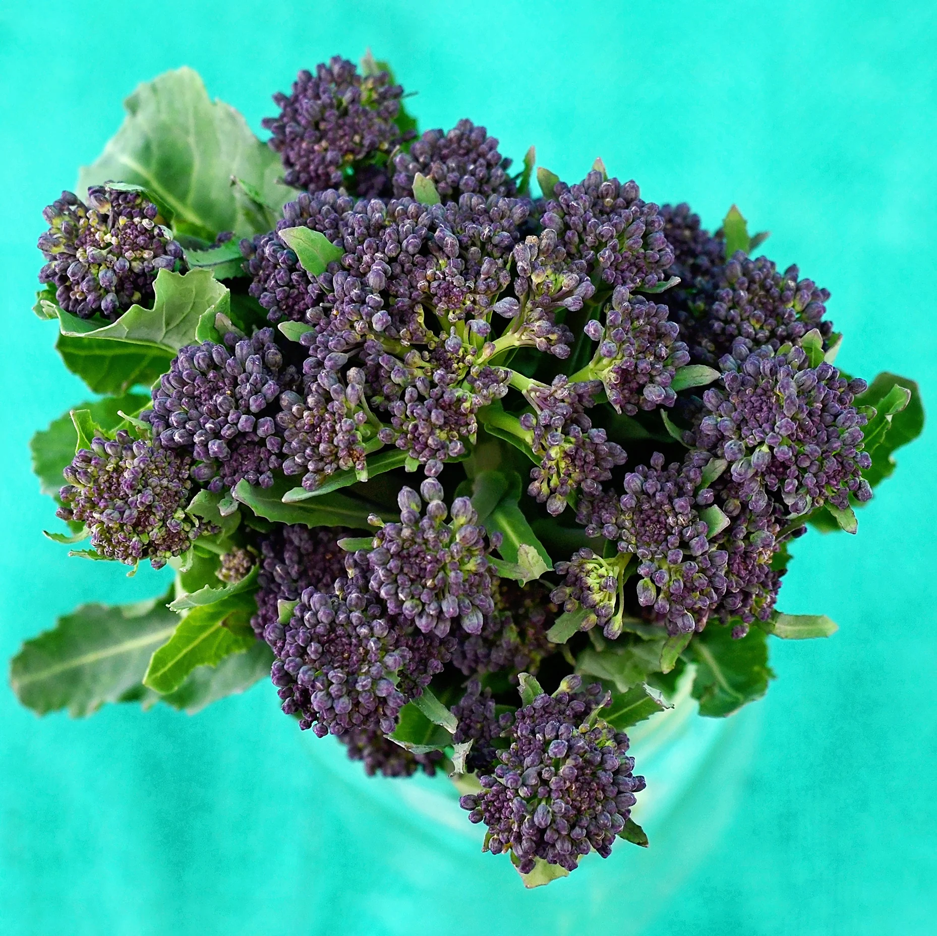 PURPLE SPROUTING - Image 2