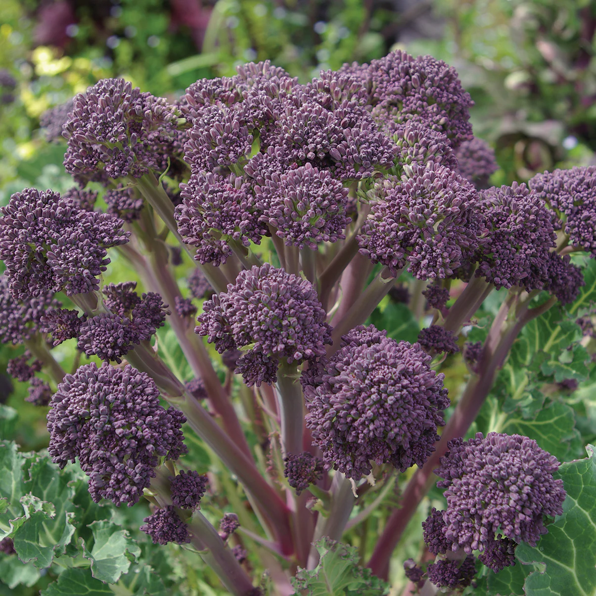 PURPLE SPROUTING - Image 3