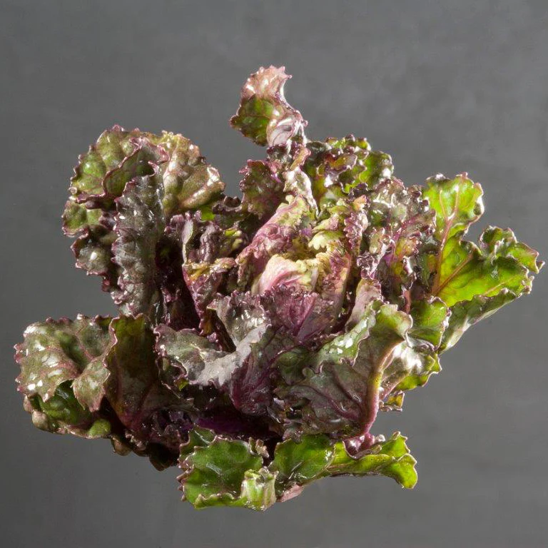 SNOWDROP KALETTES® - Image 2