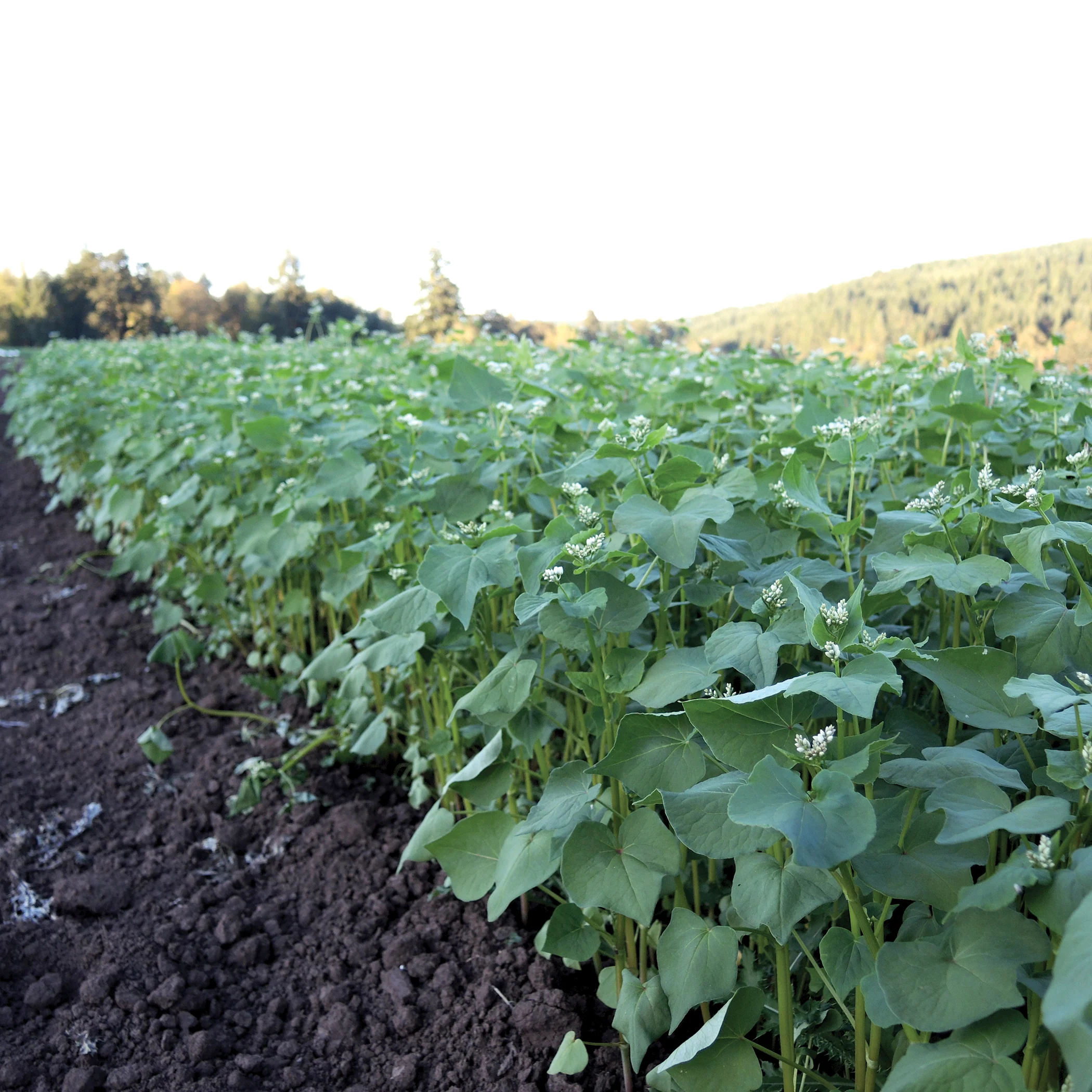 BUCKWHEAT - Image 3