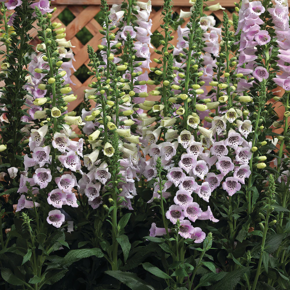 CAMELOT LAVENDER