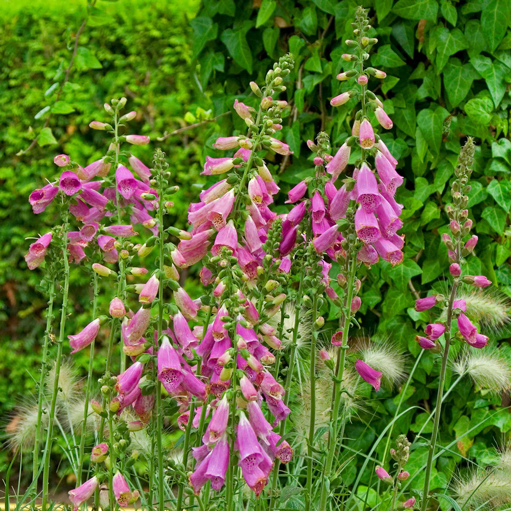 CAMELOT ROSE