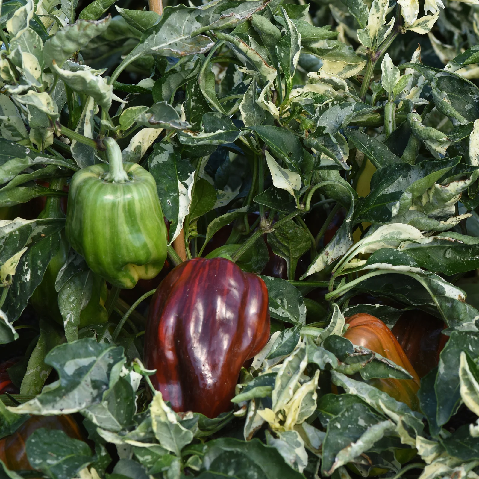 CANDY CANE CHOCOLATE CHERRY - Image 2