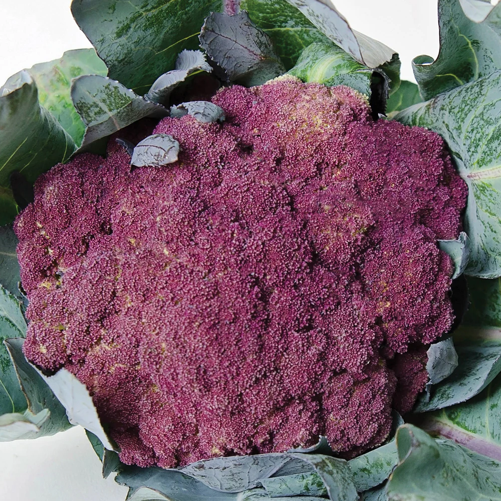 PURPLE OF SICILY