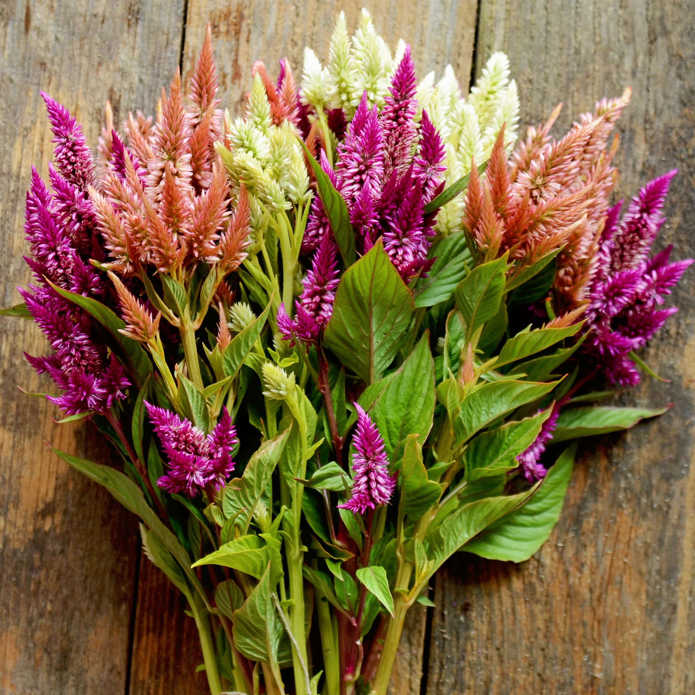 CELWAY PURPLE - Image 2