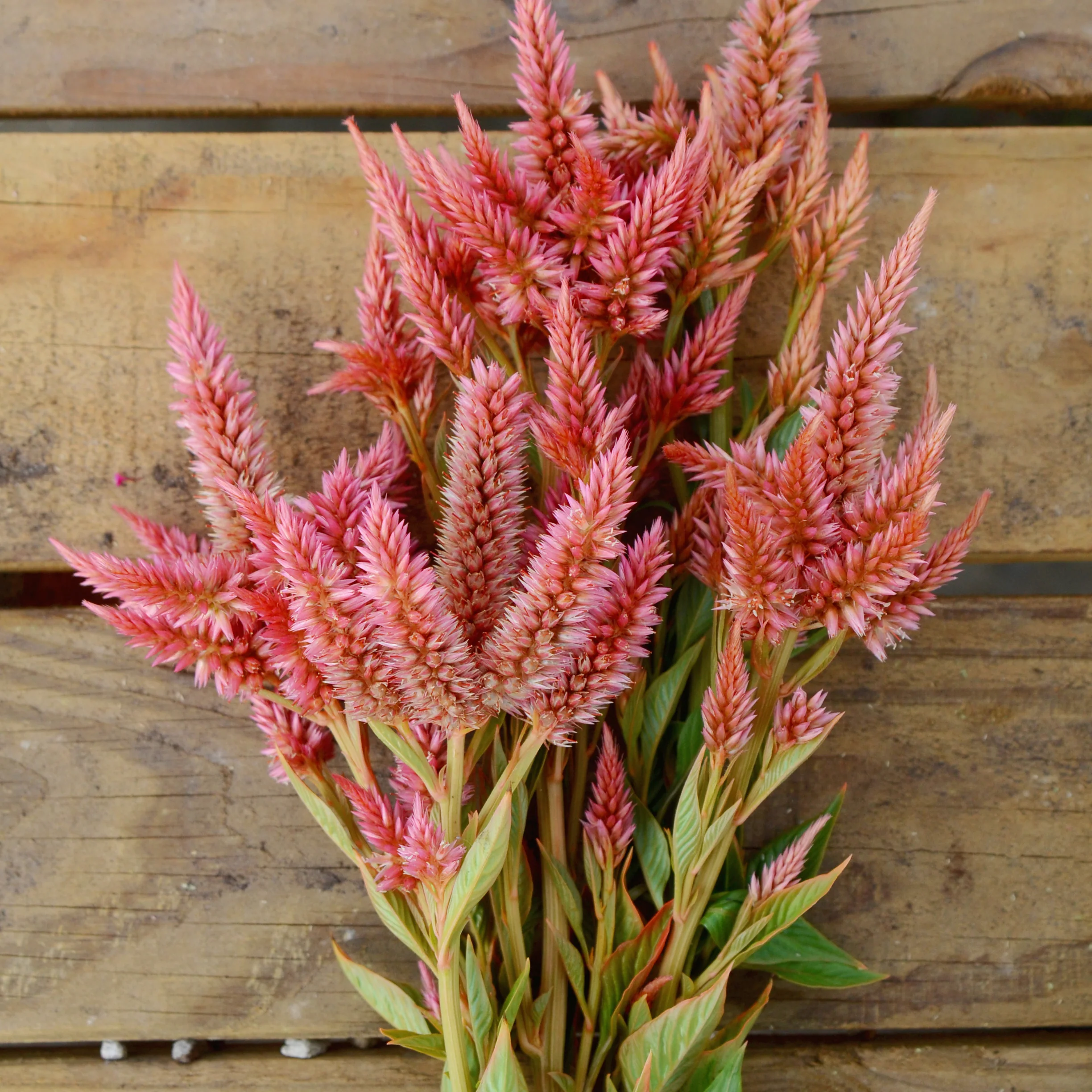 CELWAY TERRACOTTA