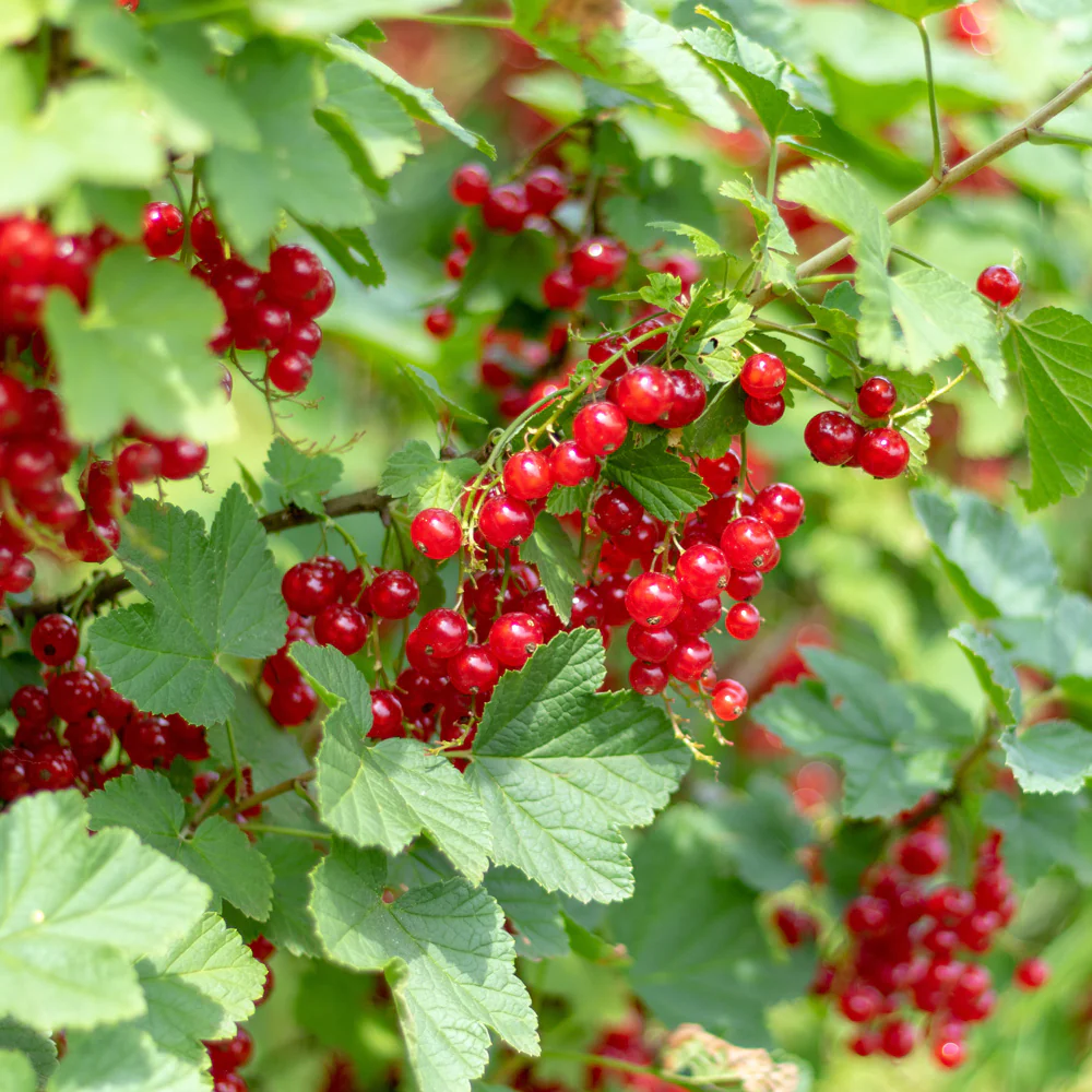 CHERRY RED