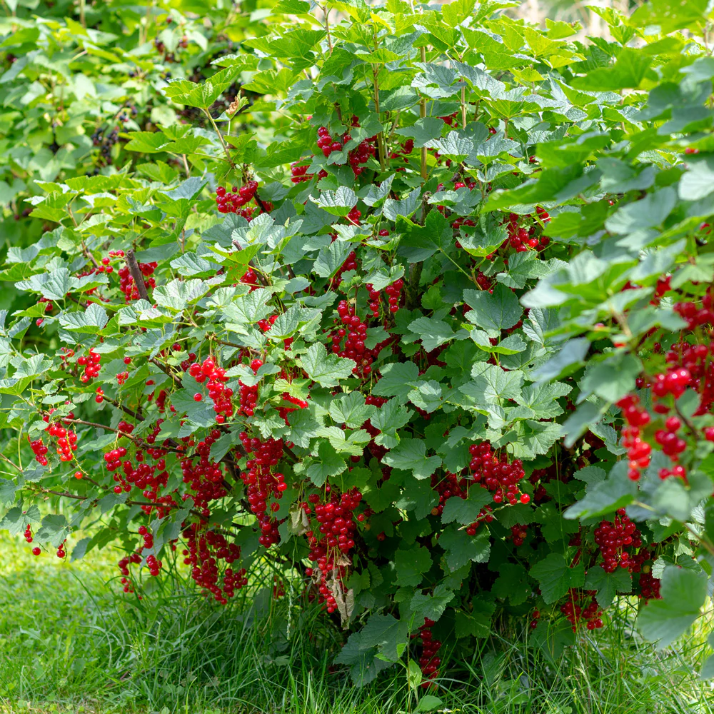 CHERRY RED - Image 2