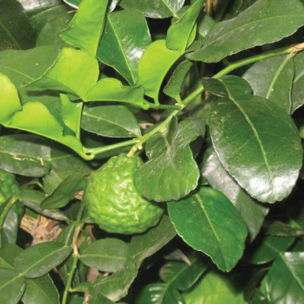 THAI LIME
