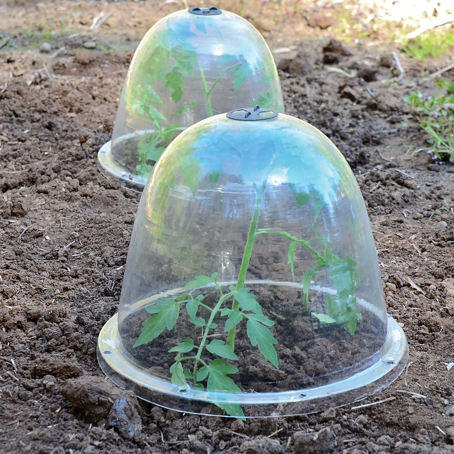 VICTORIAN BELL CLOCHES