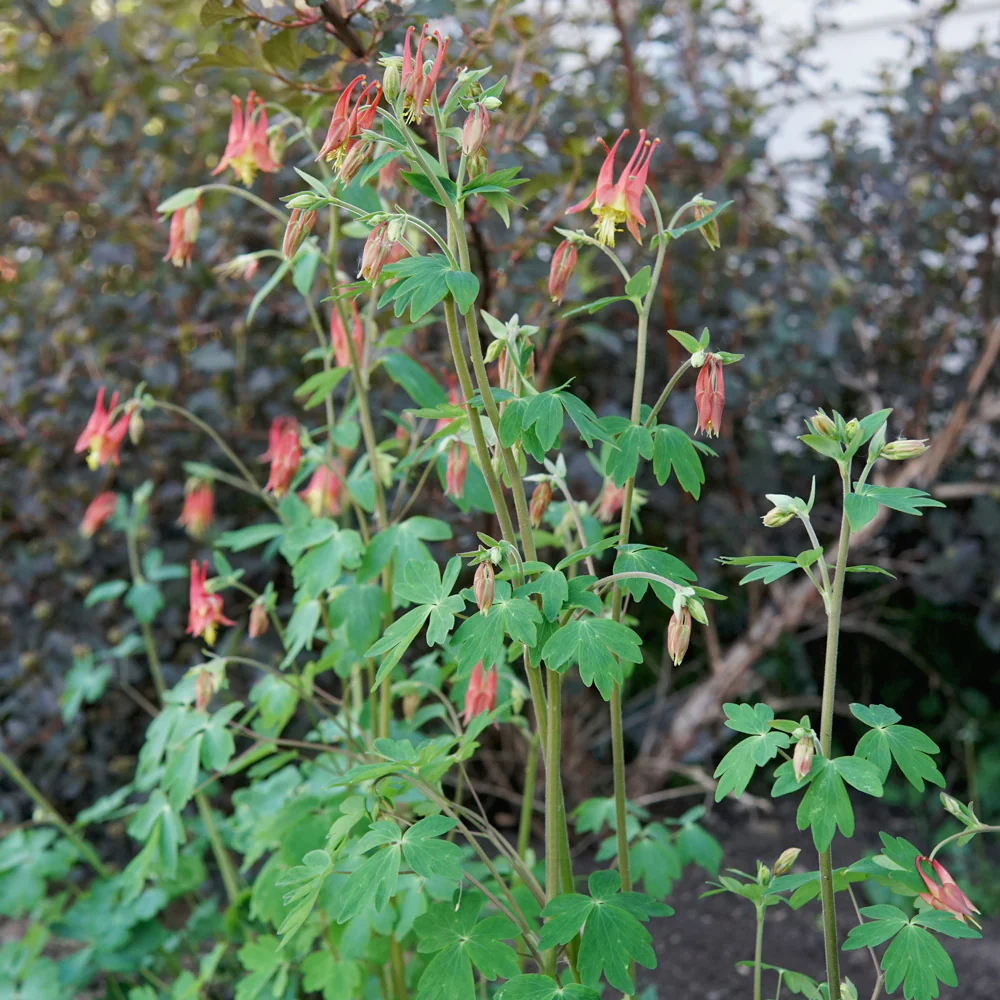EASTERN - Image 3