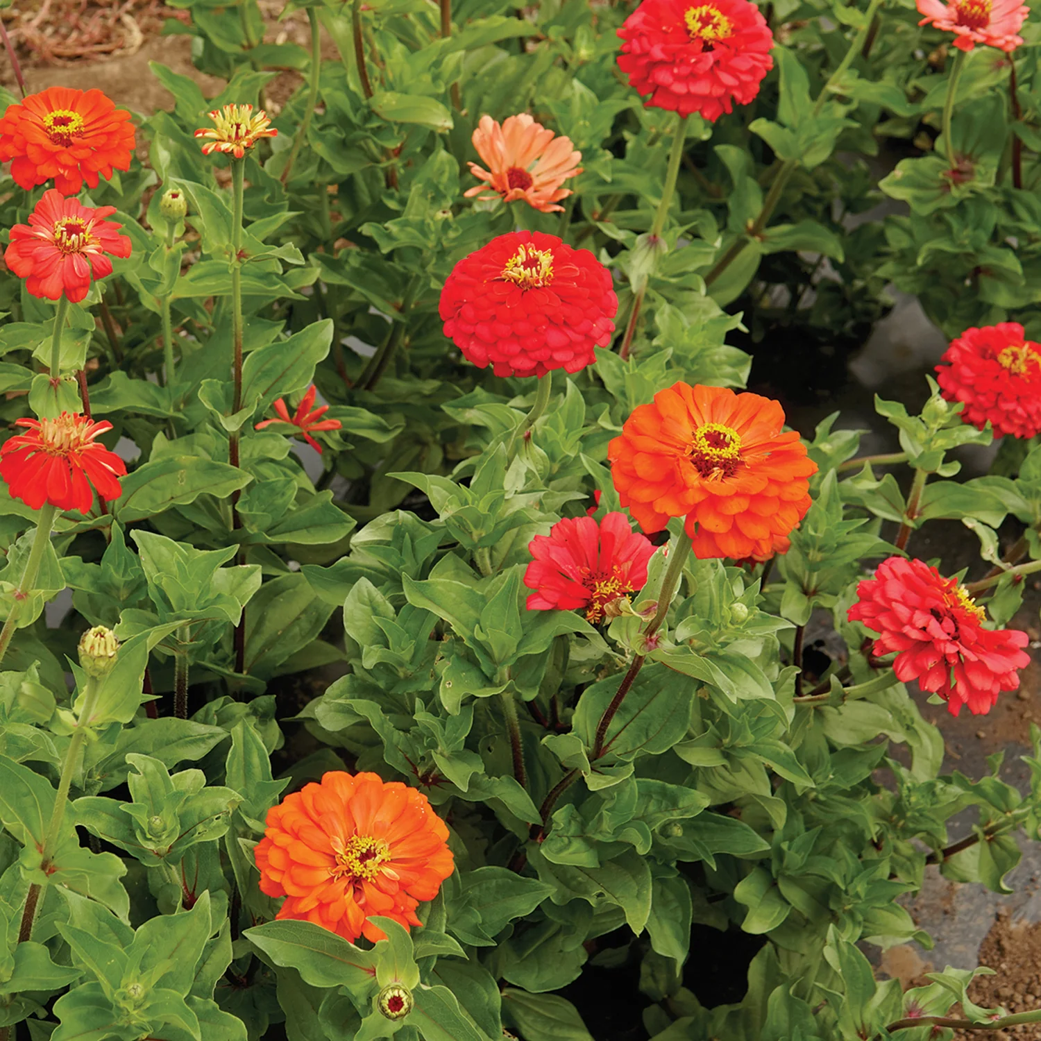 CORAL BEAUTY - Image 2