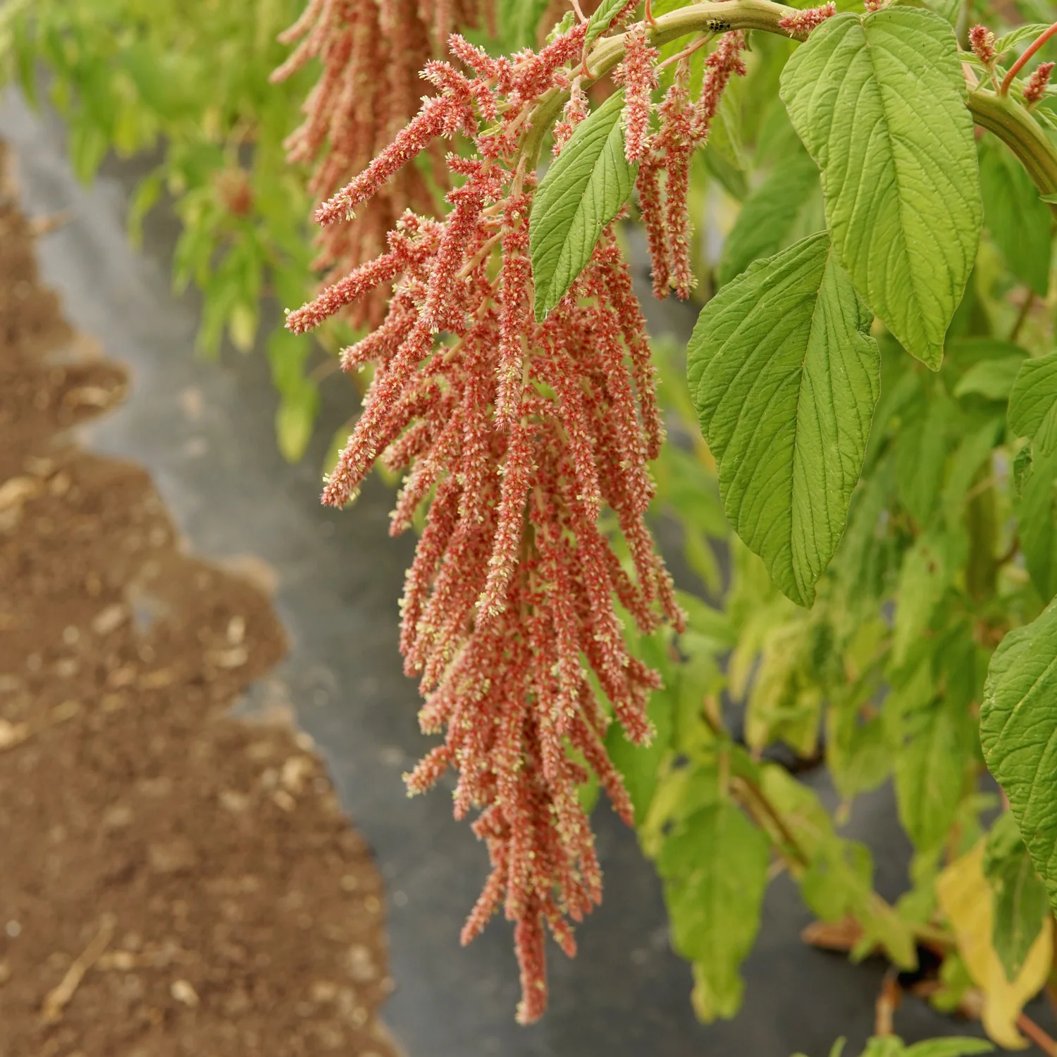 CORAL FOUNTAINS - Image 2