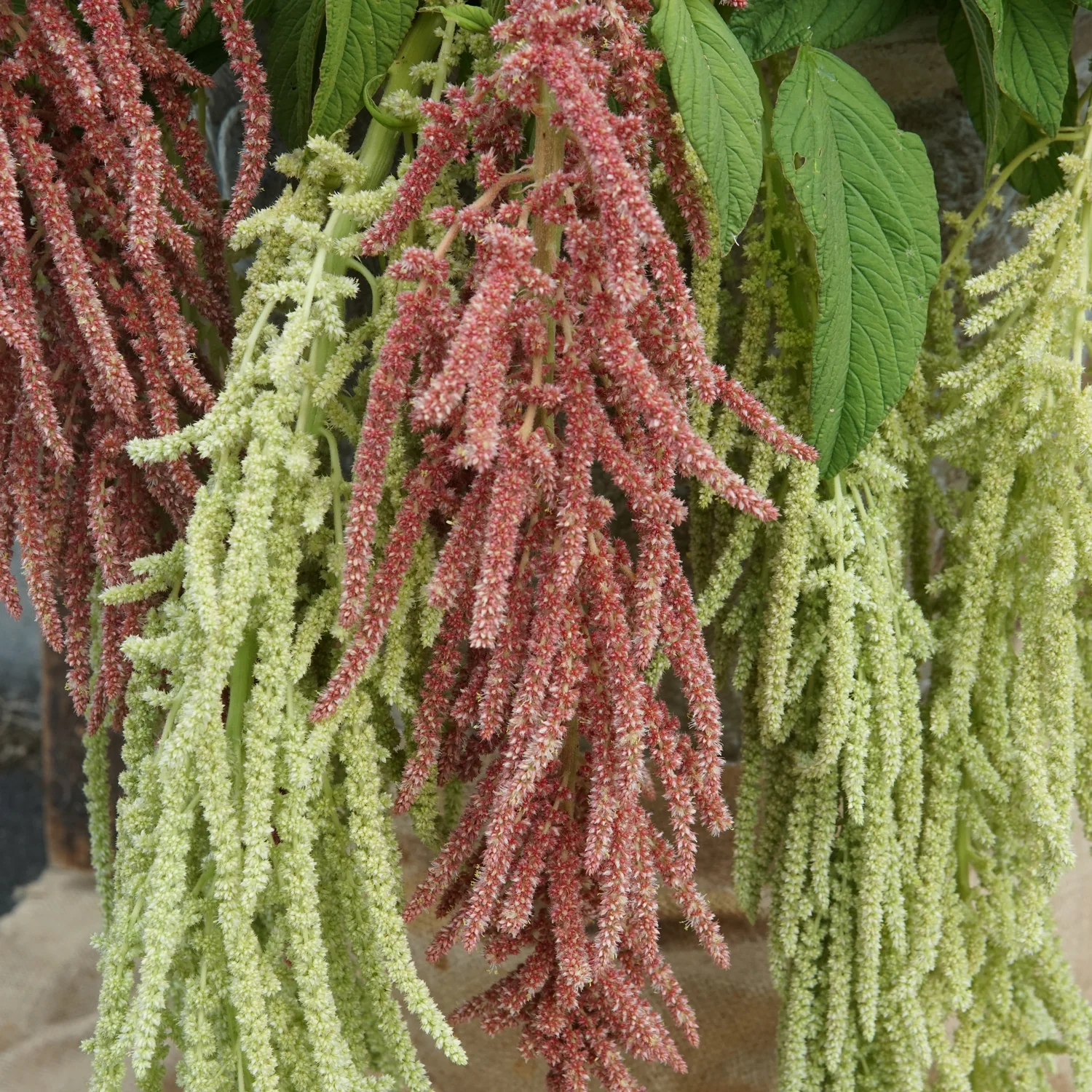 CORAL FOUNTAINS - Image 3