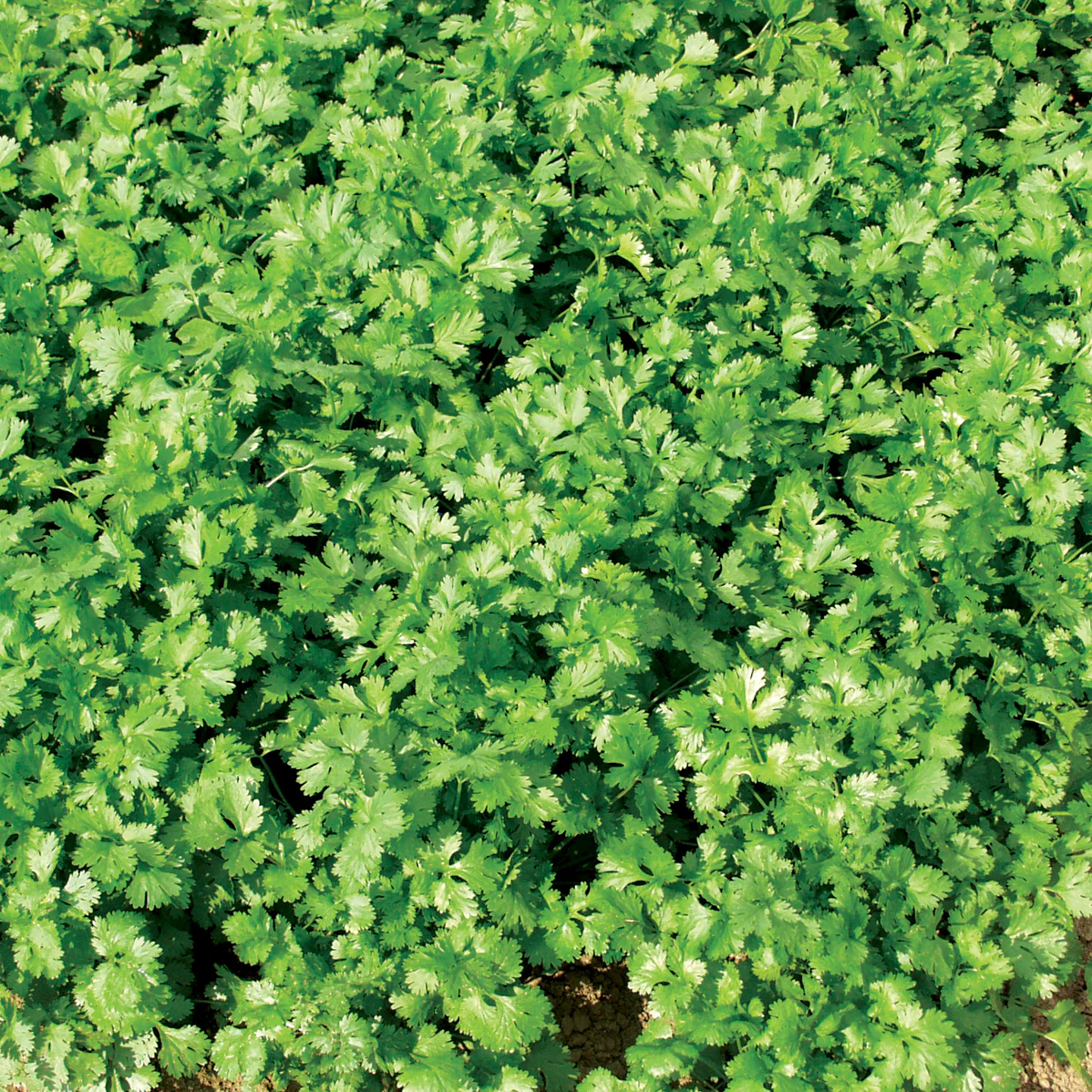 CORIANDER
