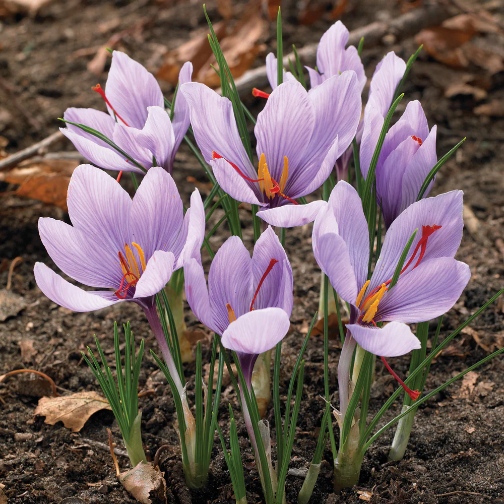 SAFFRON - Image 3