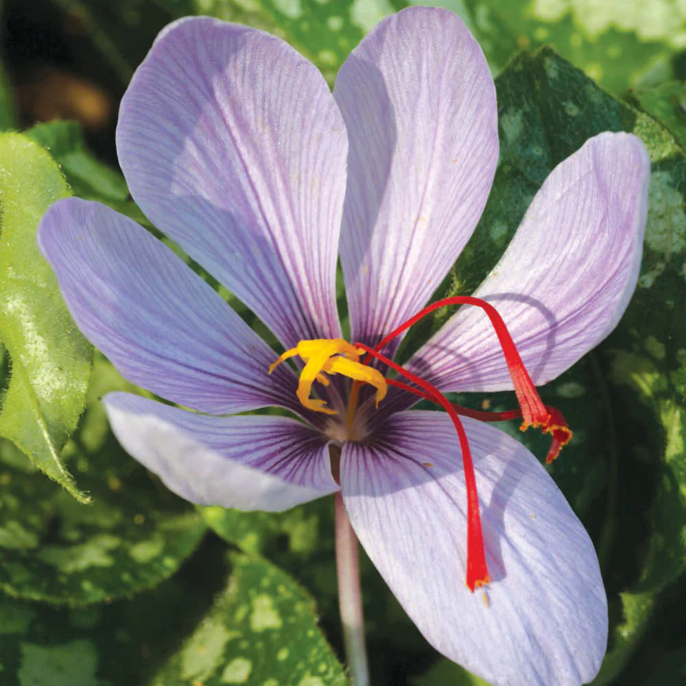 SAFFRON - Image 5