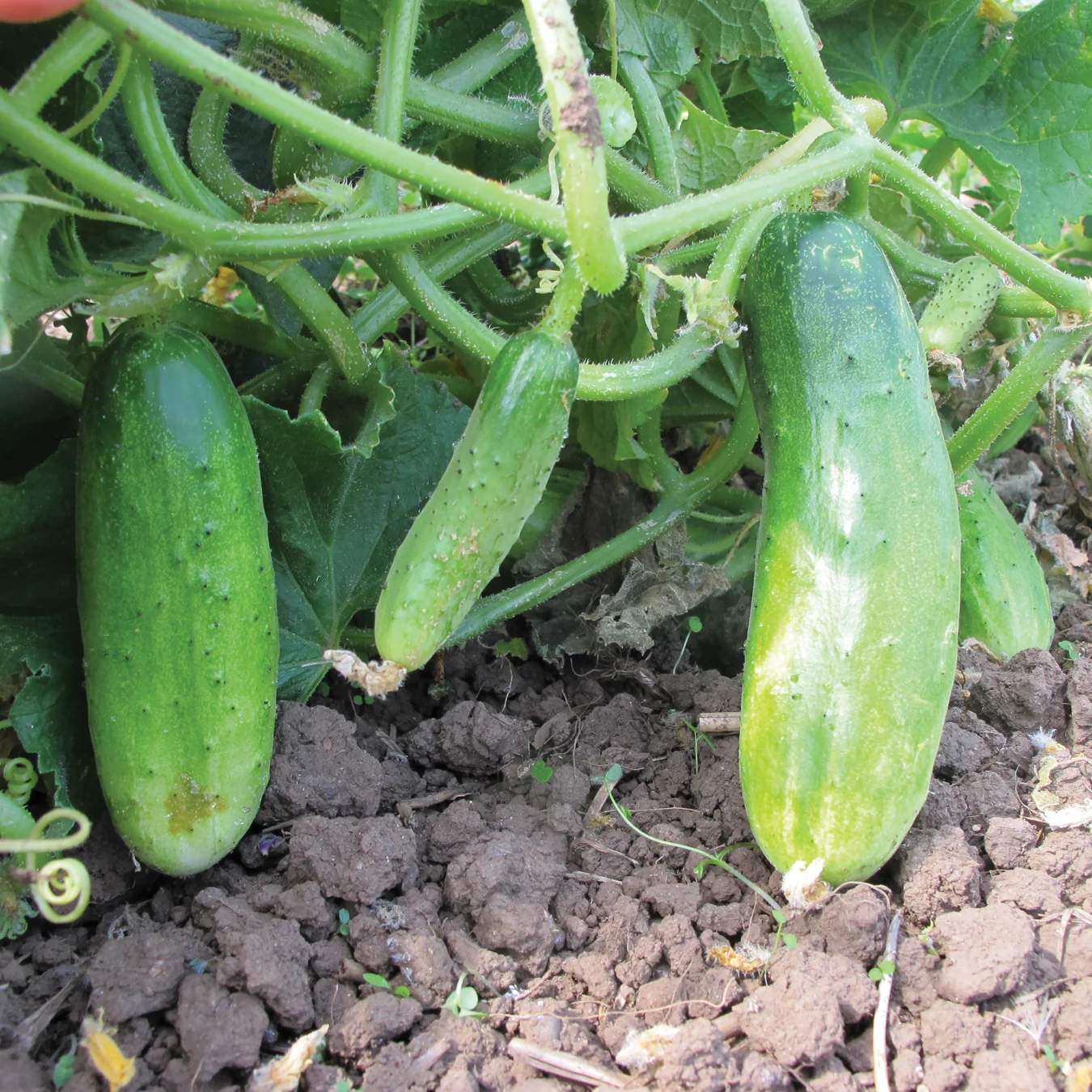 DOUBLE YIELD - Image 2