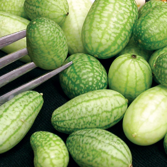 MEXICAN SOUR GHERKIN - Image 2